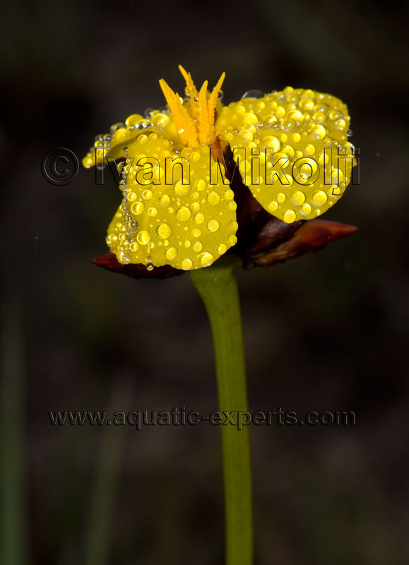 flores de la gran sabana